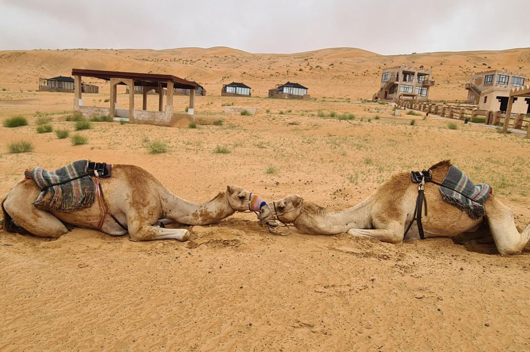 Camels at Thousand Nights Camp.
