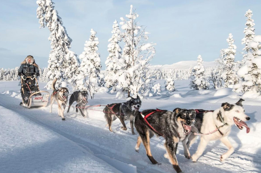 Allow a team of huskies to pick you up from the airport in Jukkasjärvi, Sweden.