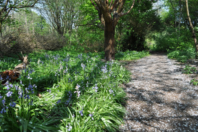 Moseley Bog (image courtesy of Ashley Dace)