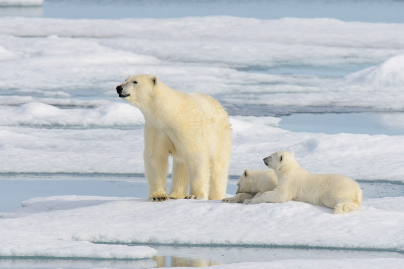 Expedition Cruising with Aurora Expeditions | Travel Associates