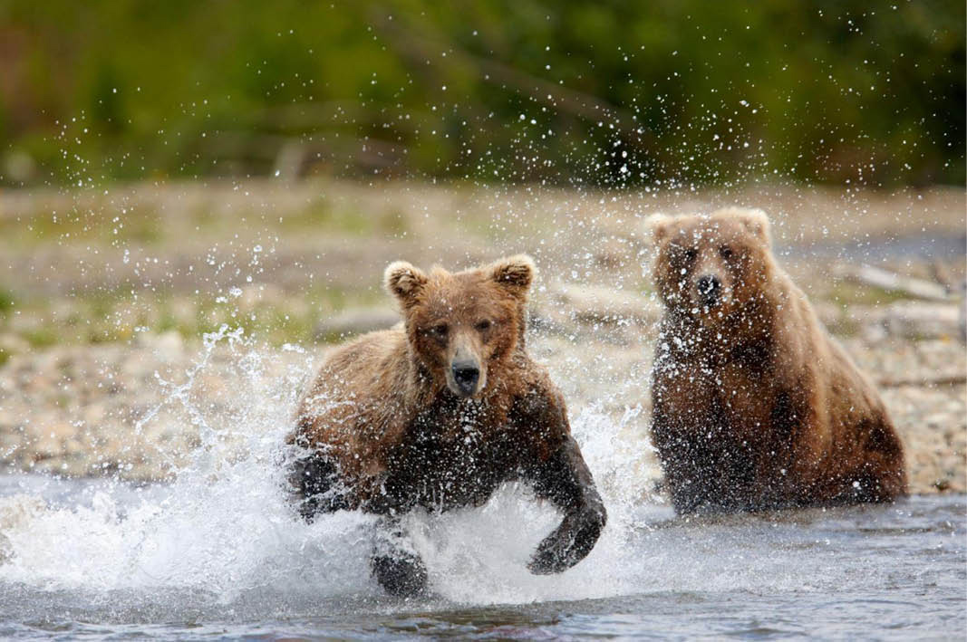 The Great Bear Rainforest, British Columbia